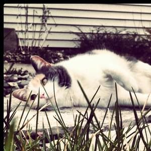 Meet your Posher, Miles